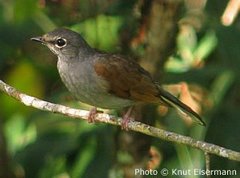 Click here for BIRDING!